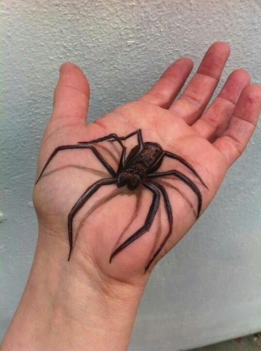 Hand-Crawling Spider Tattoo Tattoo Design