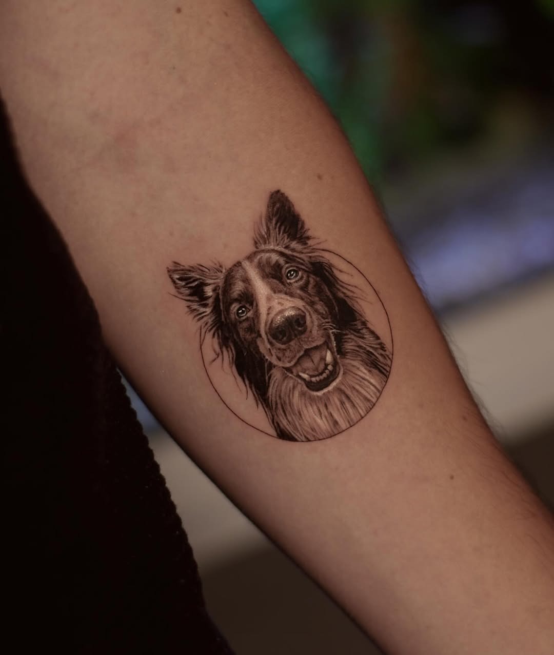 Realistic Border Collie Tattoo for Dog Lovers Tattoo Design
