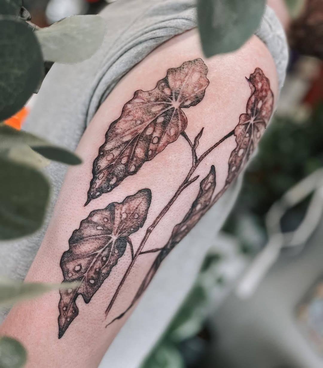 Elegant begonia leaf tattoo on the arm Tattoo Design