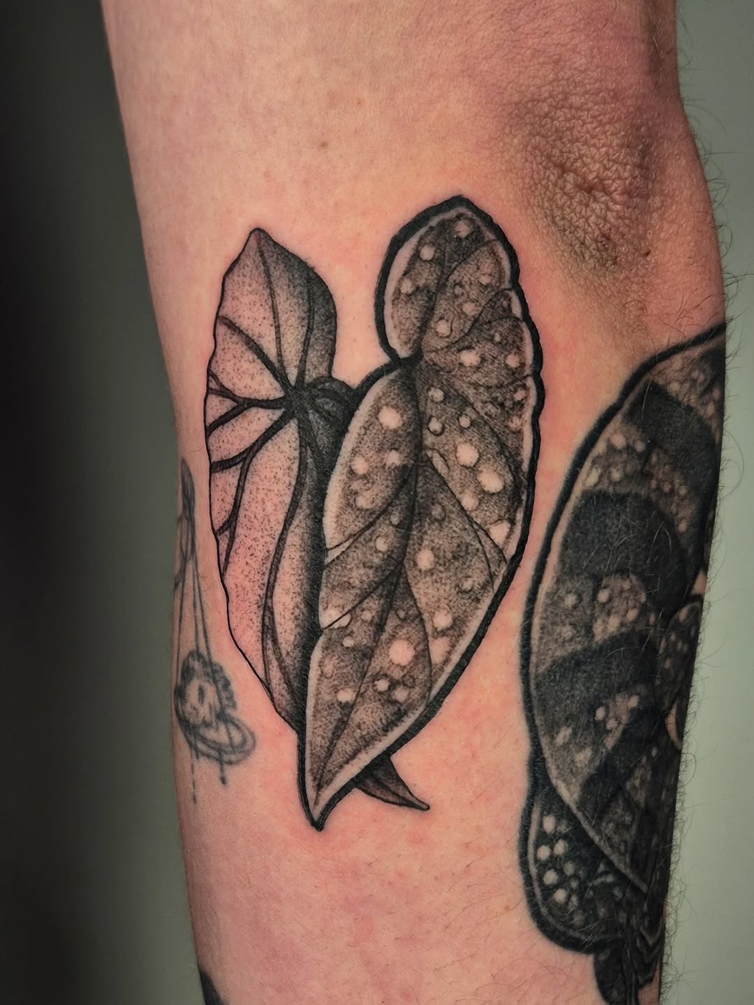 Stunning blackwork begonia leaf tattoo design Tattoo Design