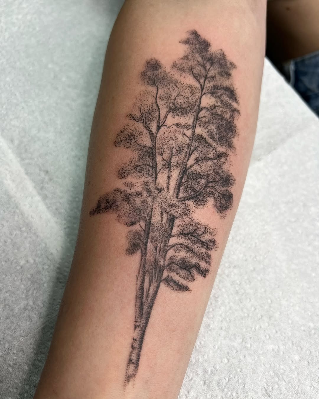 This tattoo showcases a beautifully detailed birch tree, highlighting the intricate textures and patterns of its bark.