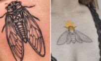 32+ Cicada Tattoo Ideas & Inspiration
