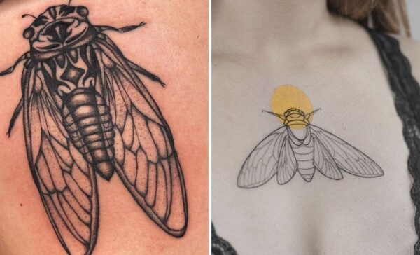 32+ Cicada Tattoo Ideas & Inspiration
