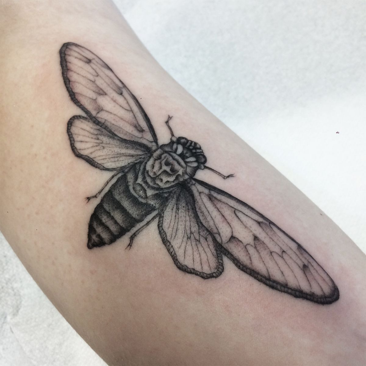 Fine-Line Cicada with Shading Tattoo Design