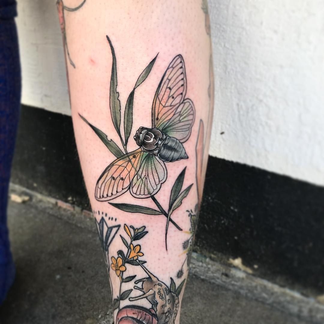 Framed Cicada Design Tattoo Design