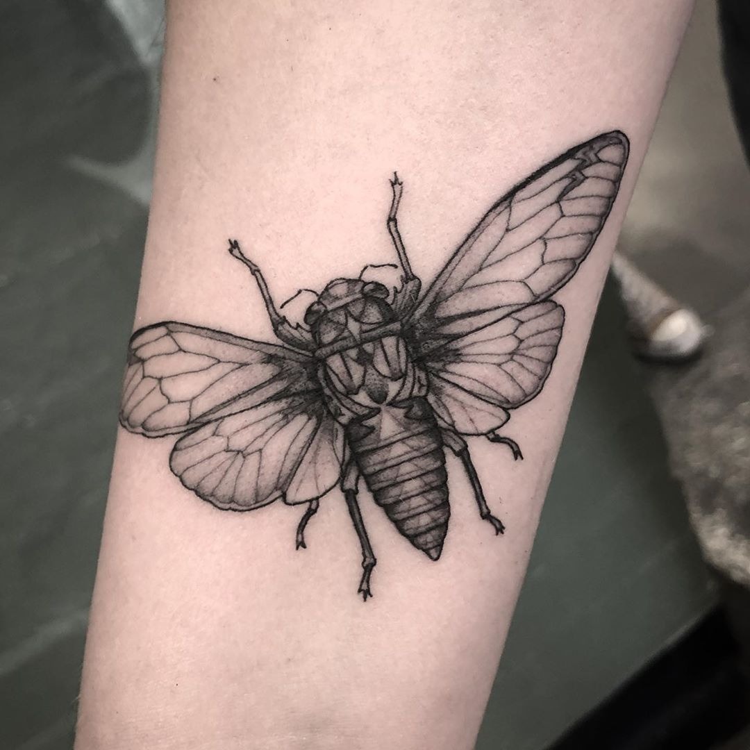 Playful Cicada with Banner Tattoo Design