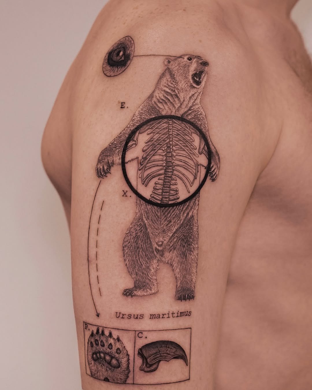 This bear tattoo showcases a unique fusion of art and biology.