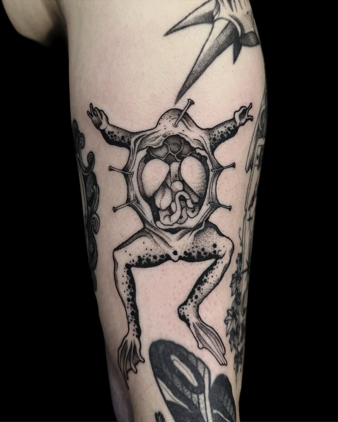 Intricate frog tattoo revealing internal anatomy Tattoo Design
