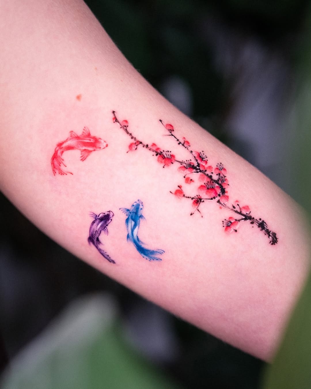 This tattoo features three koi fish in red and blue hues, playfully nestled among delicate pink blossoms.