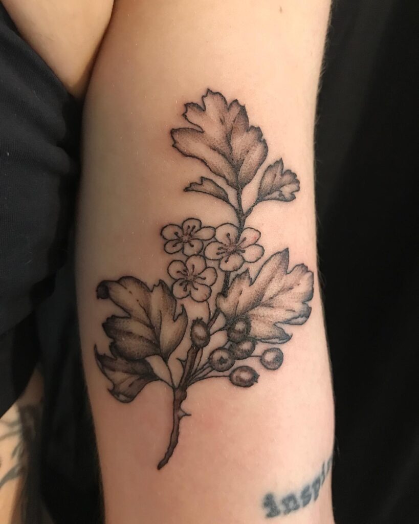 Classic Hawthorn Blossom and Berry Tattoo Tattoo Design