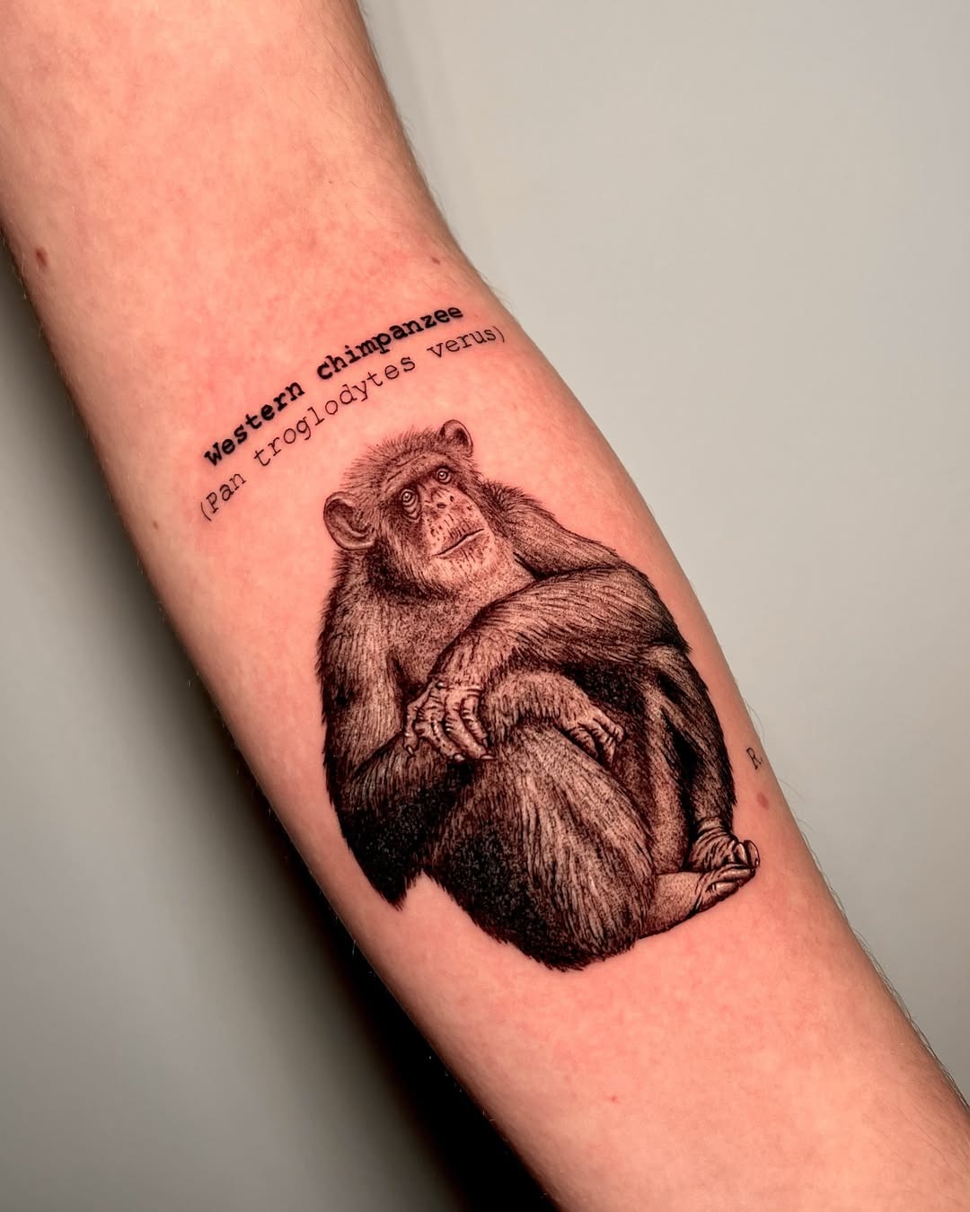 Realistic Chimpanzee Tattoo with Text Tattoo Design