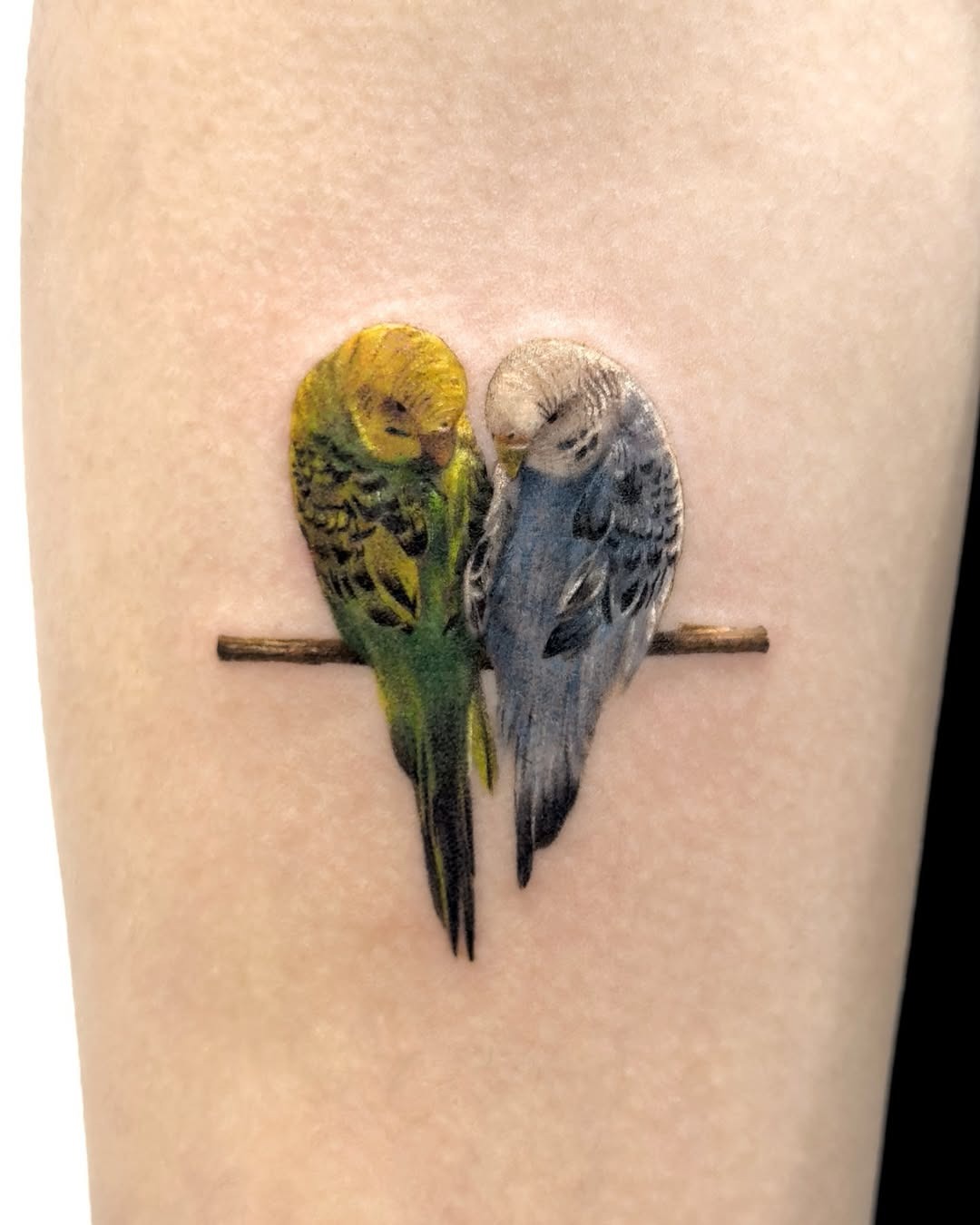 Realistic budgie tattoo symbolizing love and harmony Tattoo Design