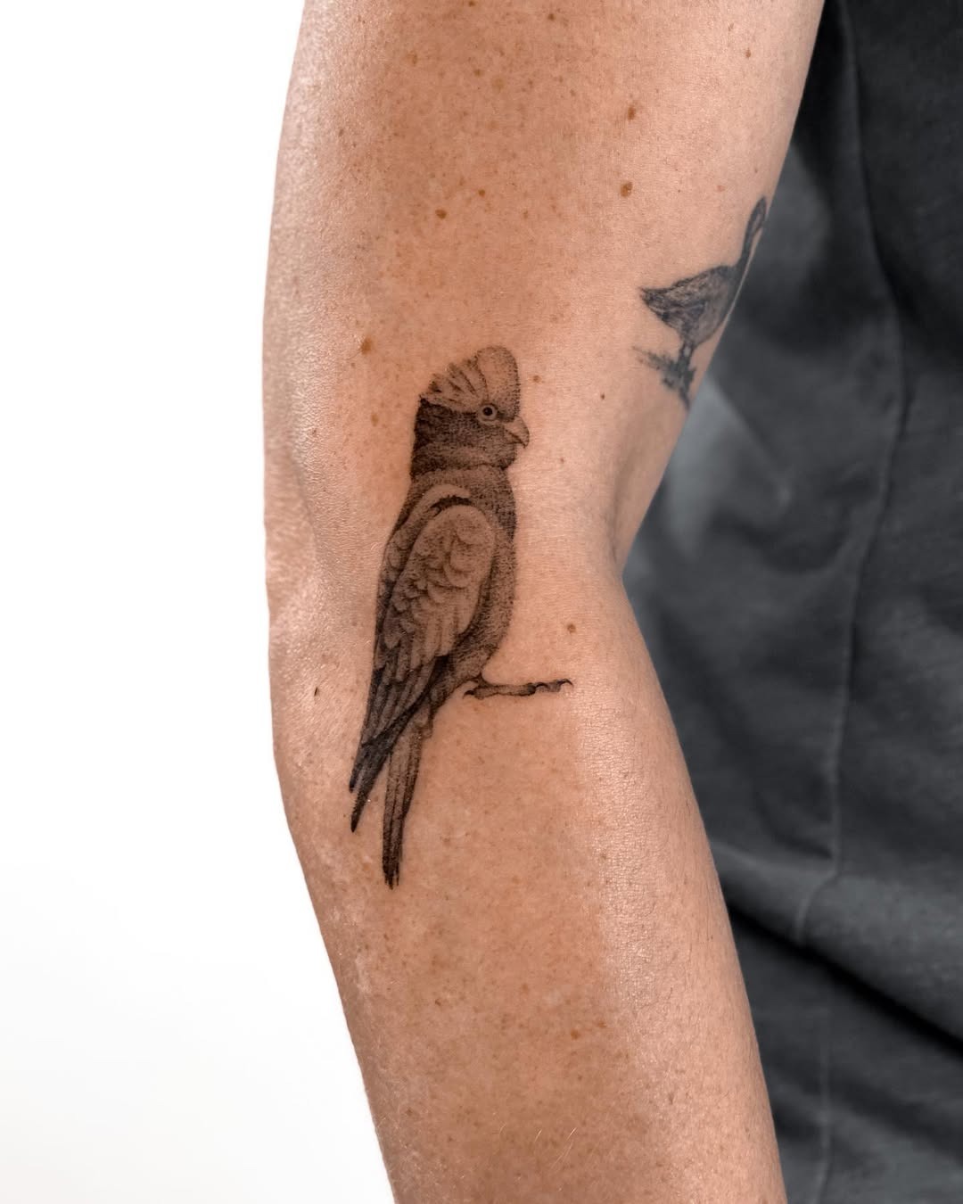 Realistic parrot tattoo showcasing intricate detail Tattoo Design