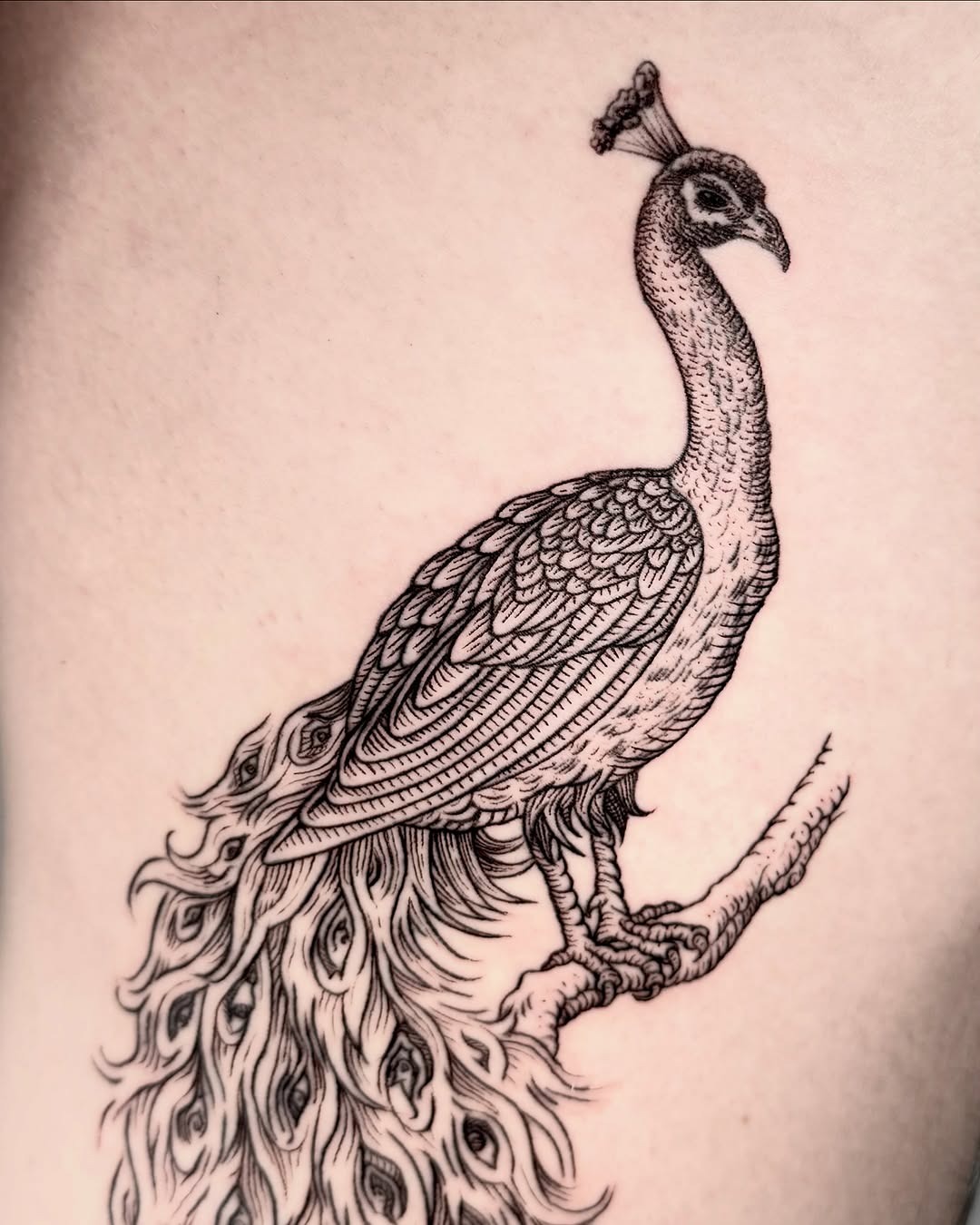 Elegant peacock tattoo showcasing intricate details Tattoo Design
