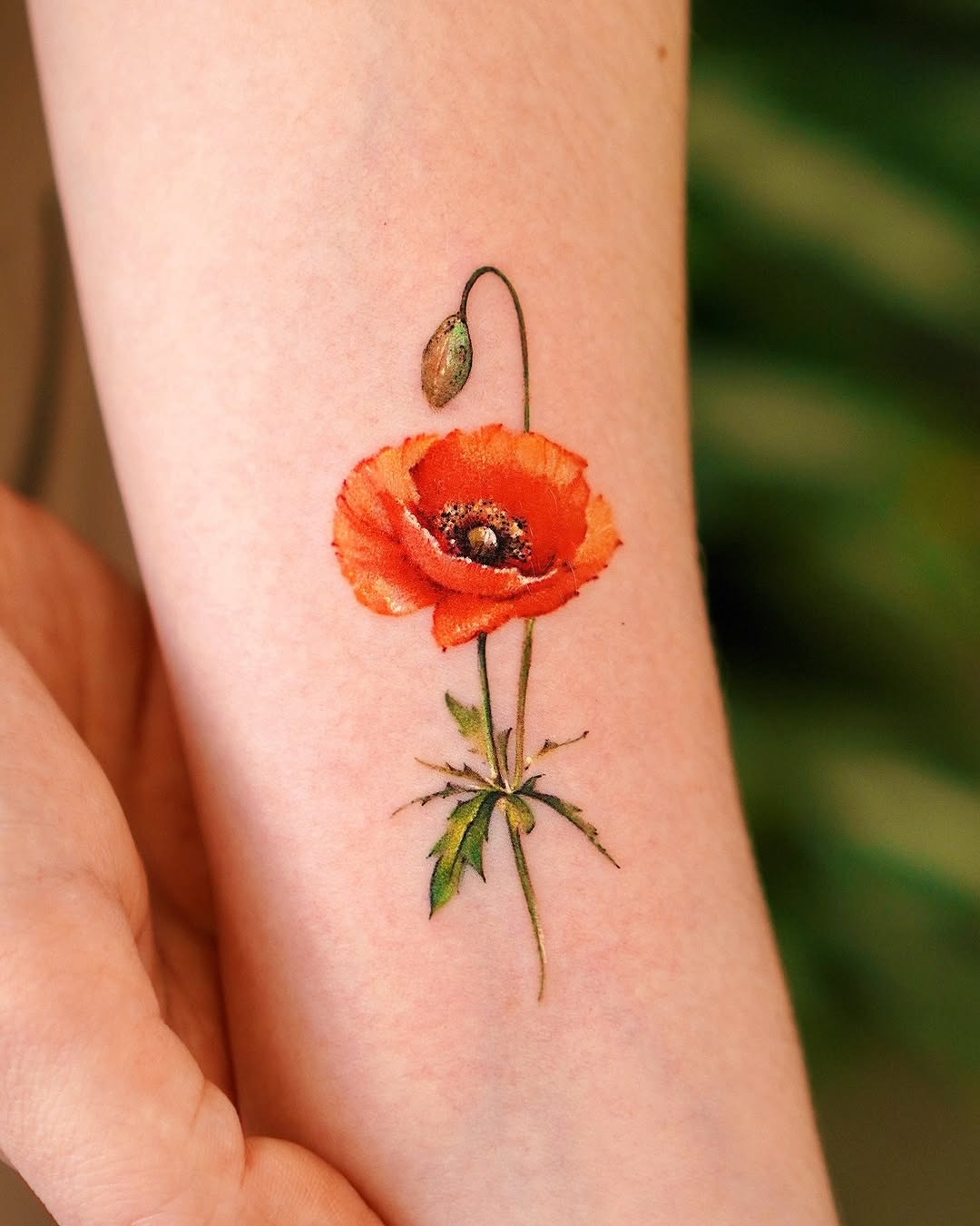 Stunning vibrant poppy tattoo on the arm Tattoo Design