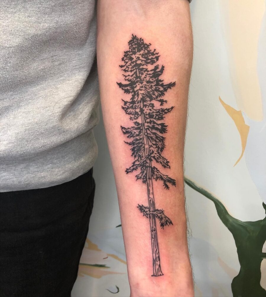 Elegant black ink redwood tree tattoo design Tattoo Design
