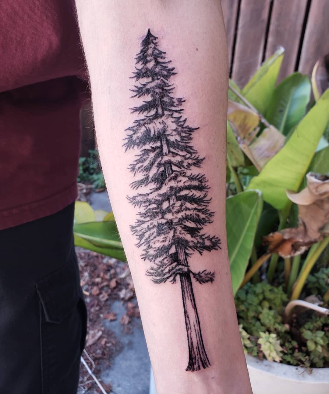 Elegant redwood tree tattoo on the forearm Tattoo Design