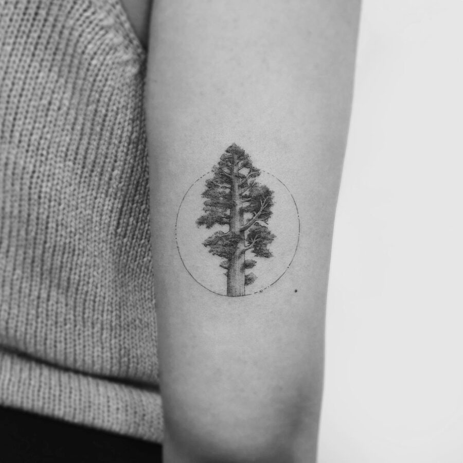 Minimalist Redwood Tree Tattoo in Circular Frame Tattoo Design