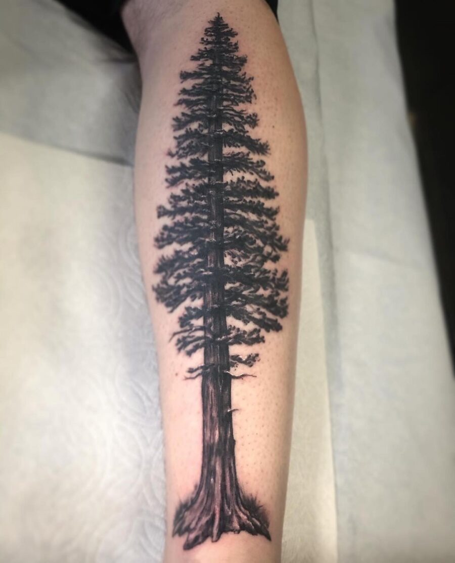 Stunning Redwood Tree Tattoo on Leg Tattoo Design