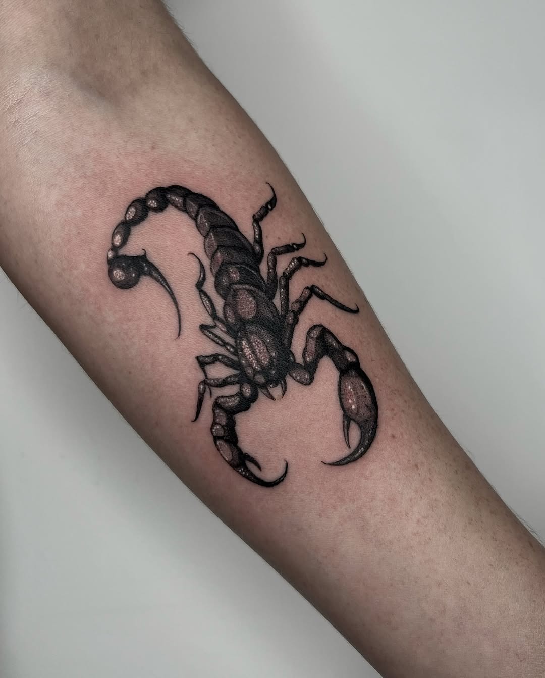 Bold and intricate Scorpio tattoo design on arm Tattoo Design