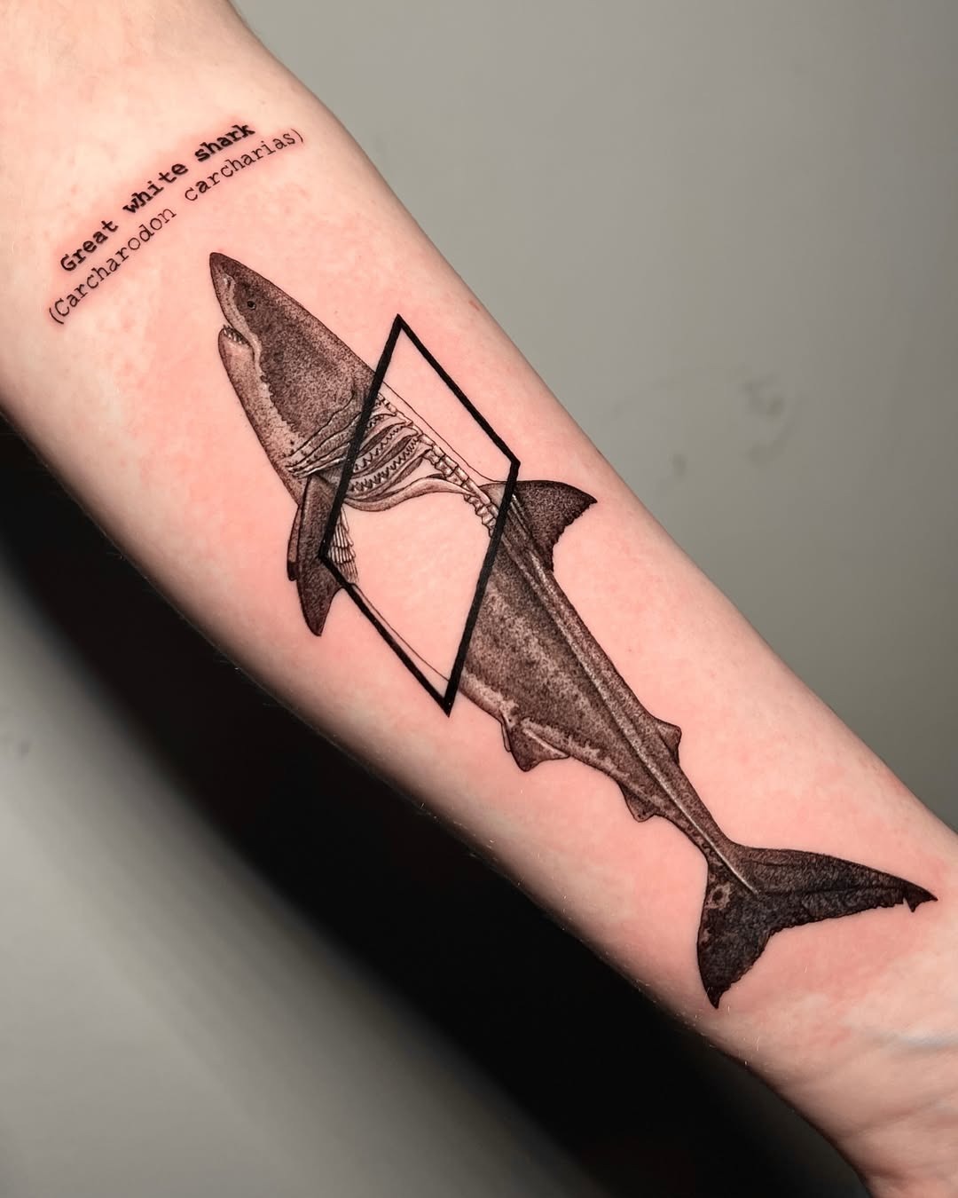 Detailed Great White Shark Tattoo Design Tattoo Design