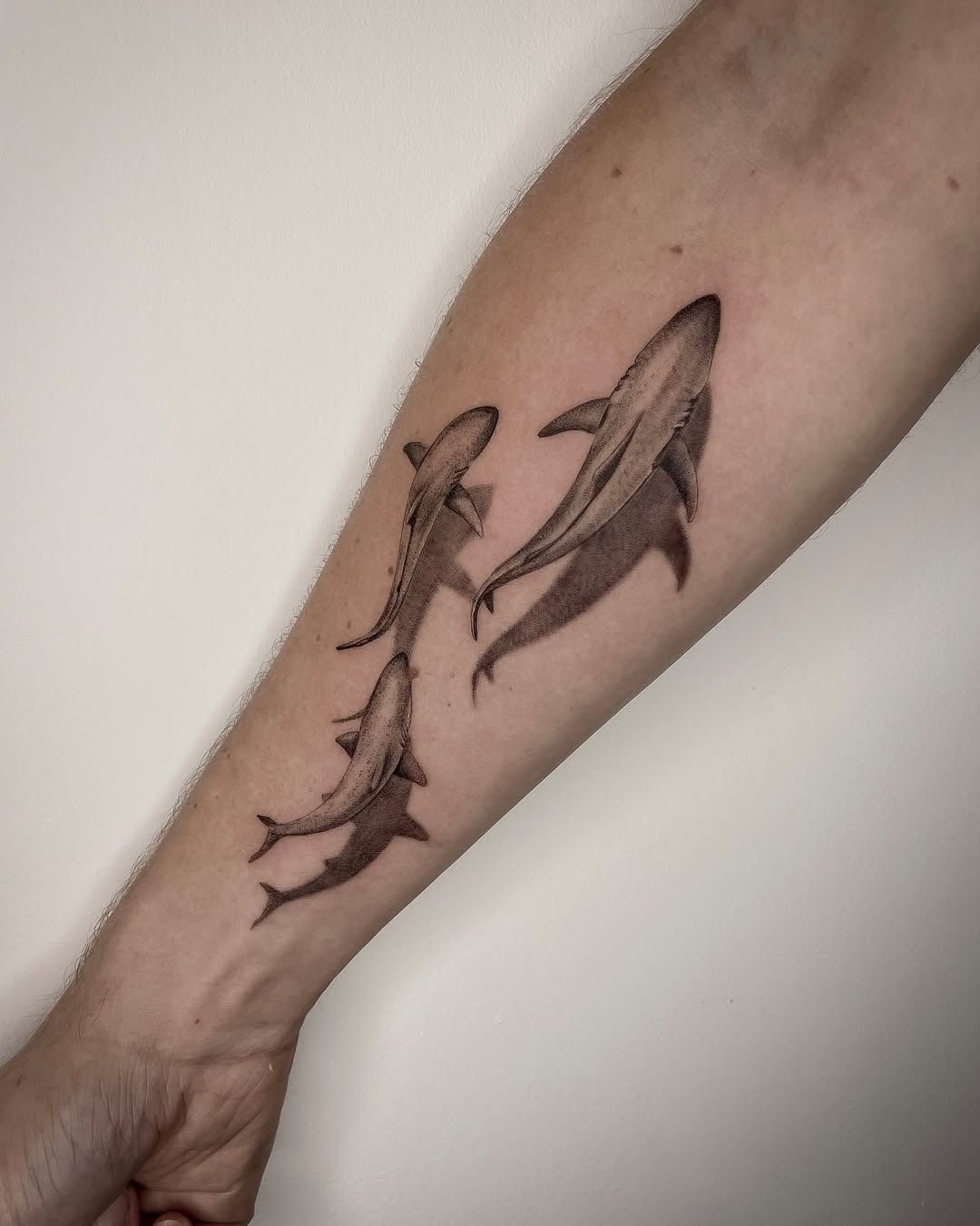 Elegant Shark Tattoo Design on the Forearm Tattoo Design