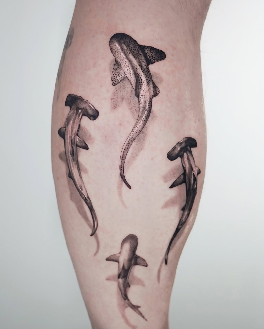Realistic Shark Tattoos Showcasing Unique Designs Tattoo Design