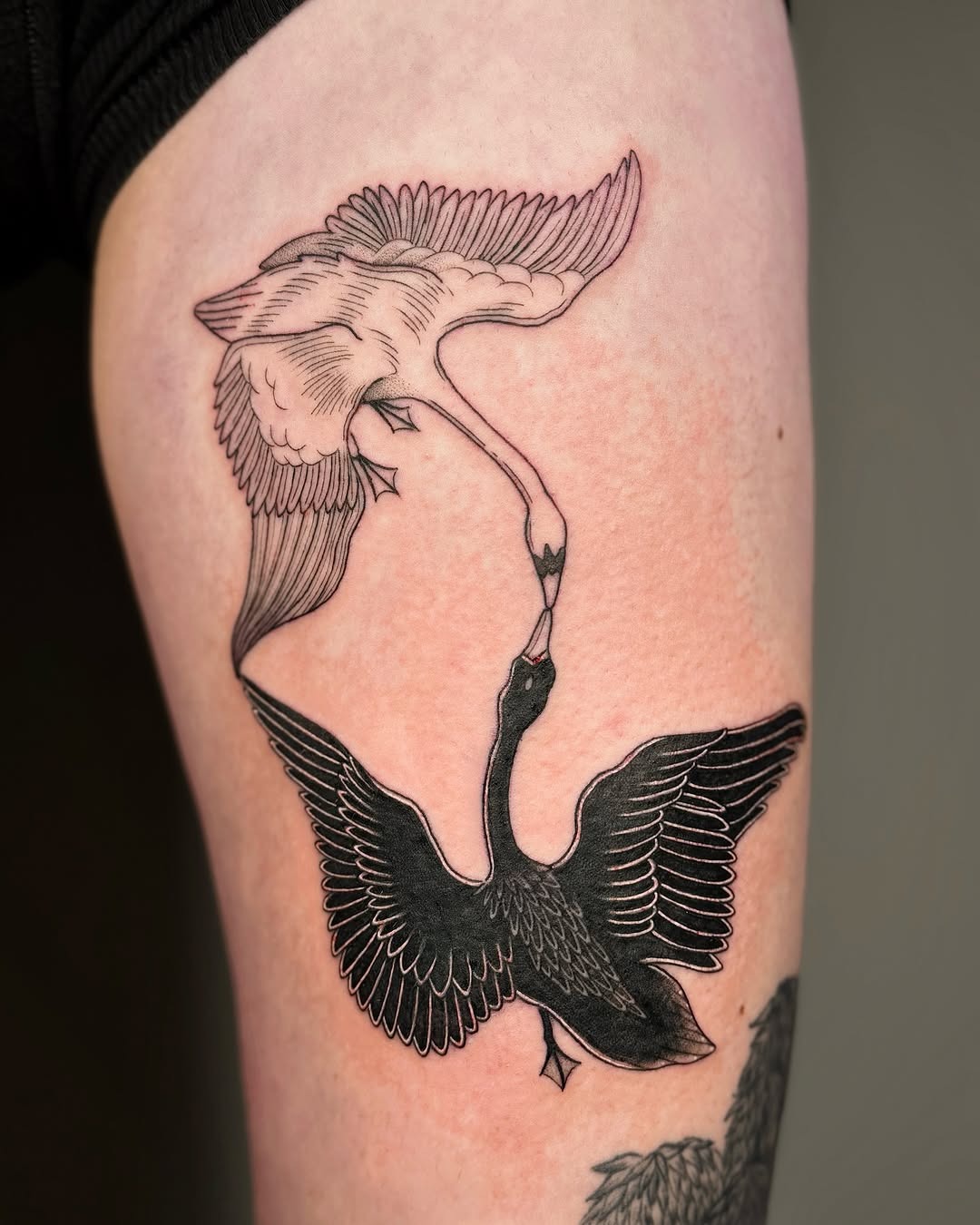 Elegant swan tattoos showcasing love and unity Tattoo Design