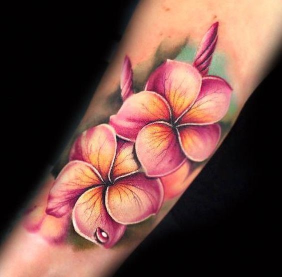 Pink Plumeria Blooms With Detail Tattoo Design